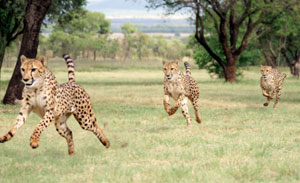 Cheetahs running at speed - photo