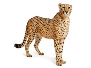 A cheetah - photo