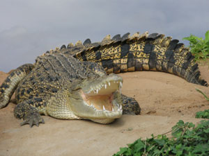 A crocodile