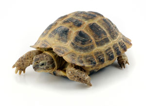 A tortoise