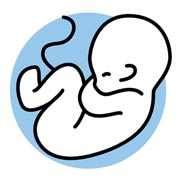 icon of fetus